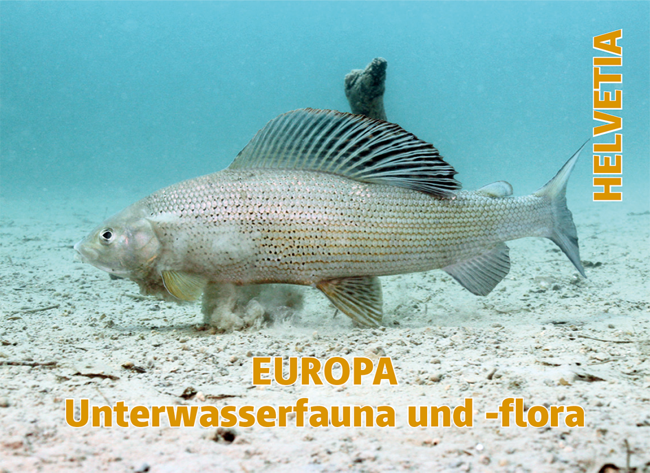 2024, EUROPA - Unterwasserfauna und -flora