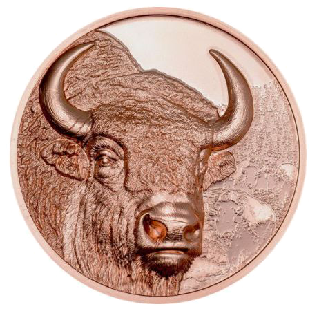 2025, Bison, Mongolei