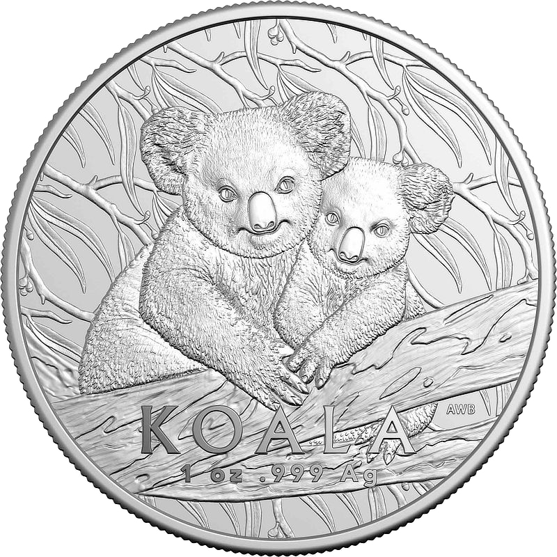 2025, Koala, Australien