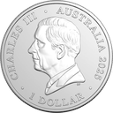 2025, Koala, Australien
