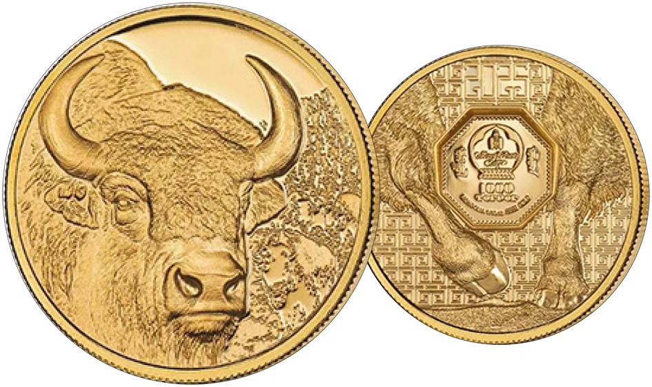 2025, Bison, Mongolei