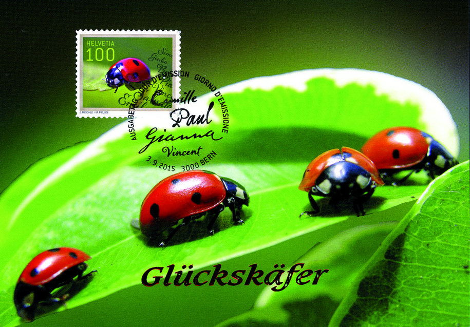 2015, Marienkäfer