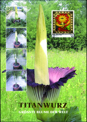 [7320.2011.07] 2011, Titanwurz - grösste Blume der Welt