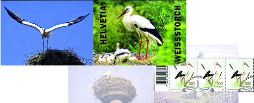 [7593.2013.08] 2013, Weissstorch