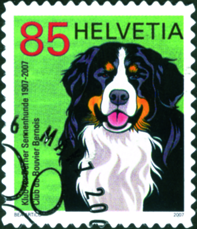 85 Rp. Berner Sennerhund, braune Fellstruktur