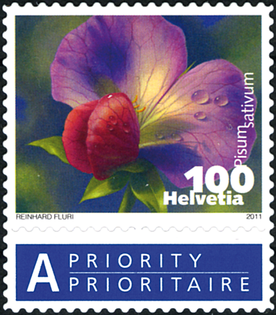 100 Rp. Kiefelerbse, "Blüte dunkelkarminlila statt rötlichlila"