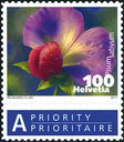 100 Rp. Kiefelerbse, "Blüte dunkelkarminlila statt rötlichlila"