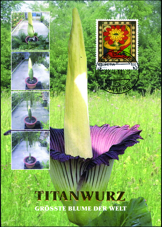 2011, Titanwurz - grösste Blume der Welt