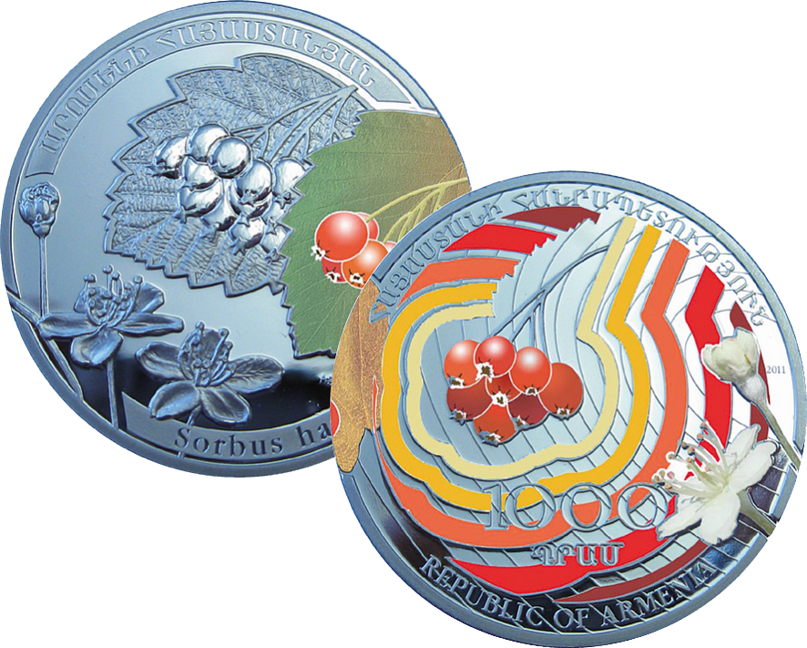 2011, Armenien, Europäische Eberesche, Rowan-Sorbus bajstana