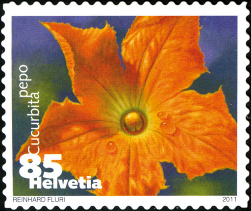 [7300.1376.03] 85 Rp. Zucchini