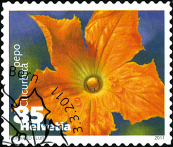 [7300.1376.04] 85 Rp. Zucchini